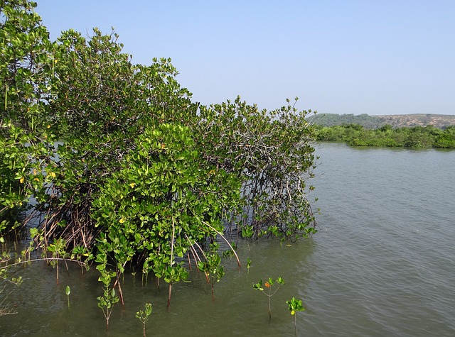 Ujung Alang1