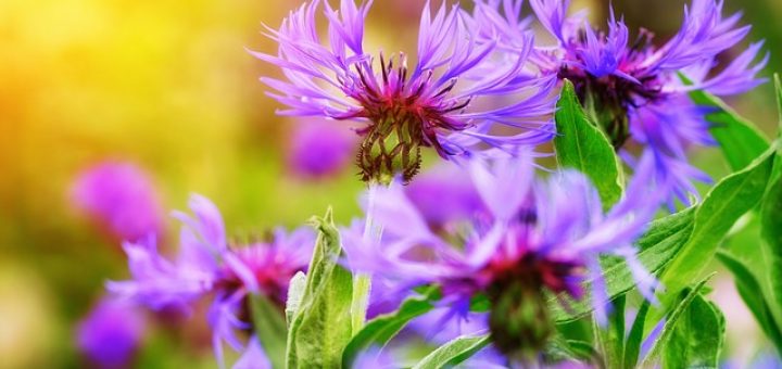 UNTUK MEREKALAH KAMAR-KAMAR SURGA DISEDIAKAN1