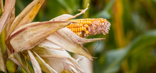 Cikal-Bakal Perayaan Tahun Baru