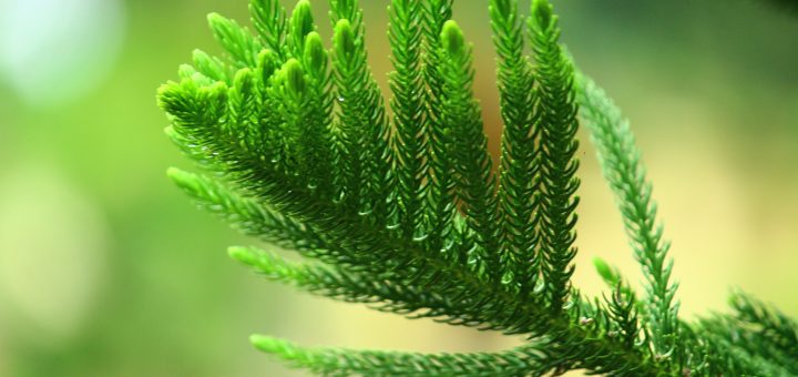 Fanatik sifat jahiliah